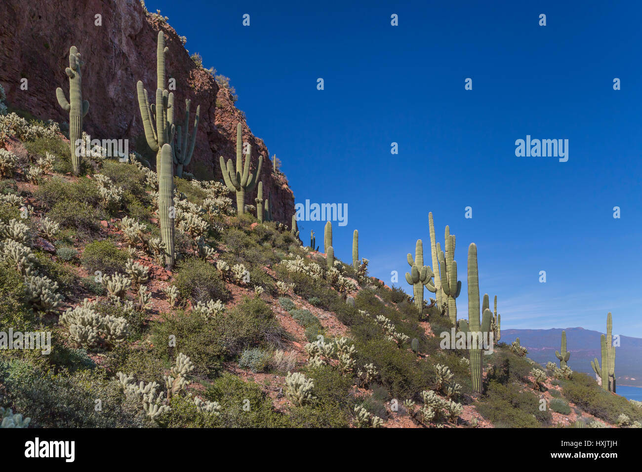 Eine Landschaftsansicht der Wüste Kaktus Vegetation in den Tonto National Forest, Arizona, USA. Stockfoto