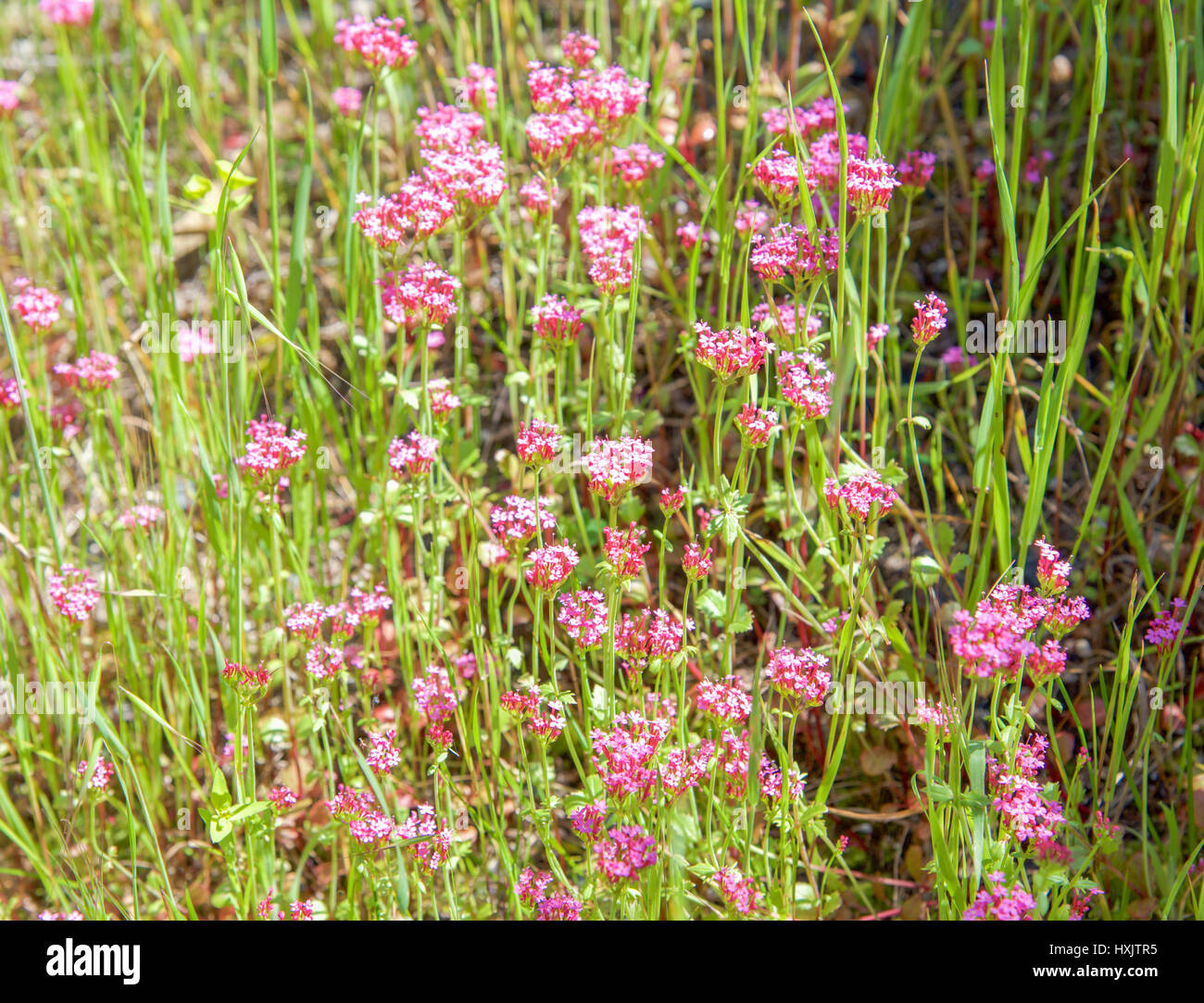 Wildes Rosa Blumen wachsen in den unkultivierten Buschland bei Bold Park City Beach, Western Australia zu reservieren. Stockfoto