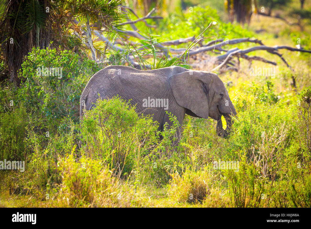 Jungen großen Elefanten essen Grass in der Serengeti Stockfoto