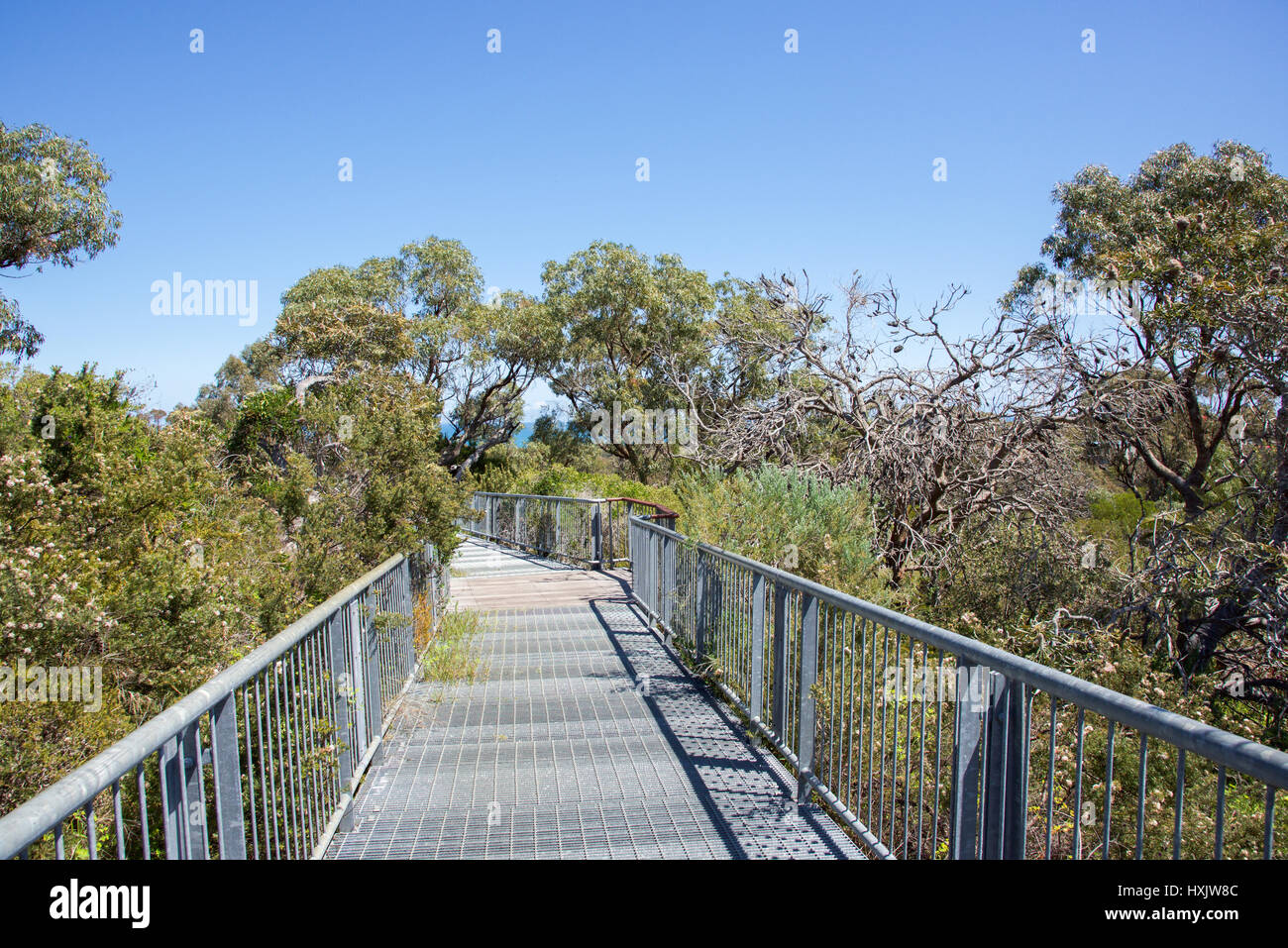 Reabold Hill Gang durch die Baumwipfel Bold Park City Beach, Western Australia an einem klaren, sonnigen Tag. Stockfoto