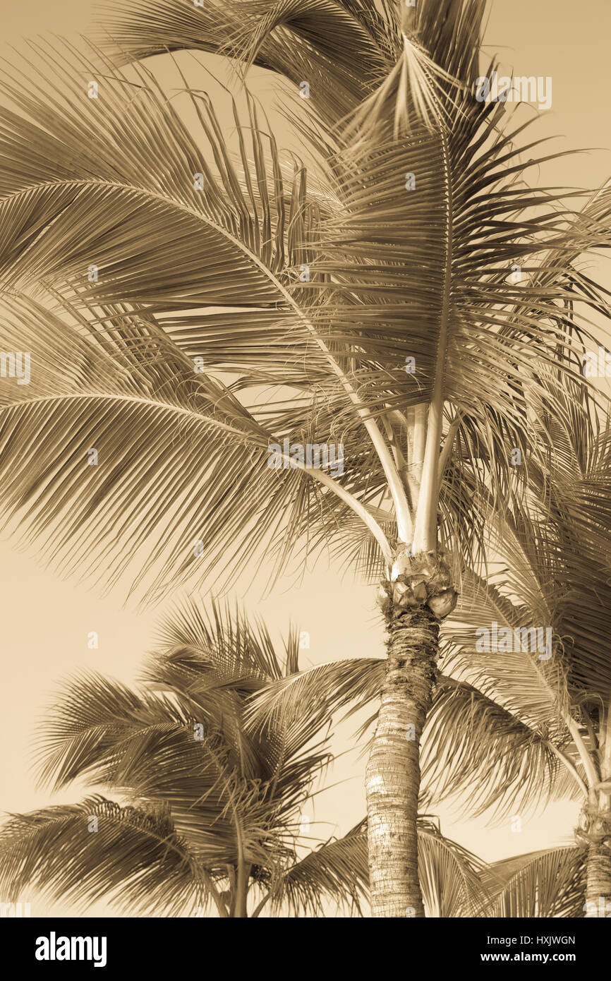 Vintage getönten tropischen Palmen Stockfoto
