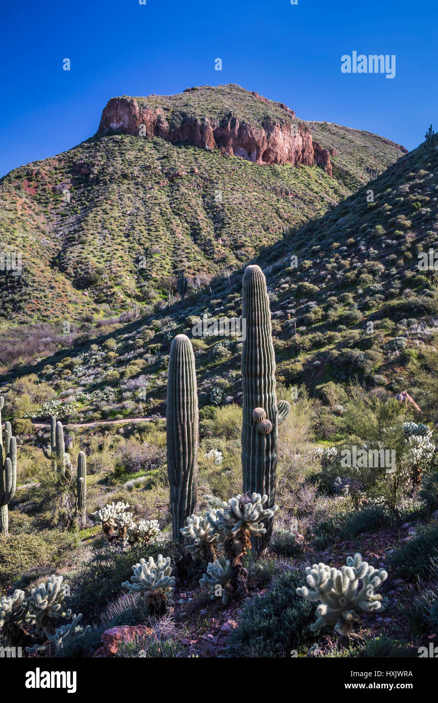 Eine Landschaftsansicht der Wüste Kaktus Vegetation in den Tonto National Forest, Arizona, USA. Stockfoto