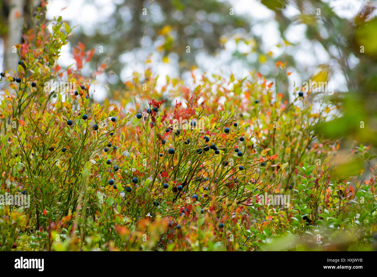 Norwegische Heidelbeere in forrest Stockfoto