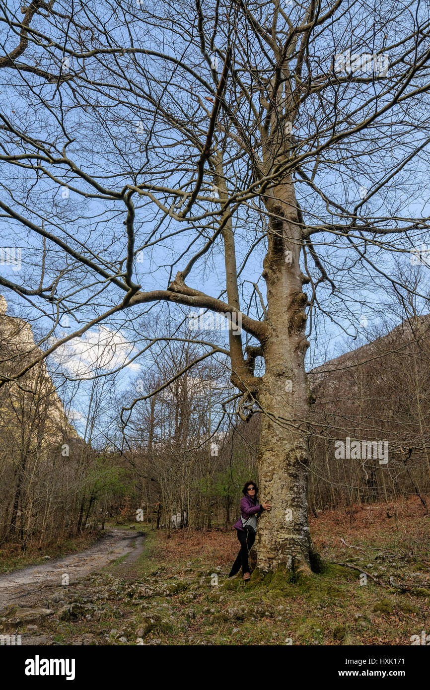 Anfahrt aus dem Dorf Ason bis zur Geburt des Flusses. Frau Baum riesige Buche, Kantabrien, Spanien, Europa Stockfoto