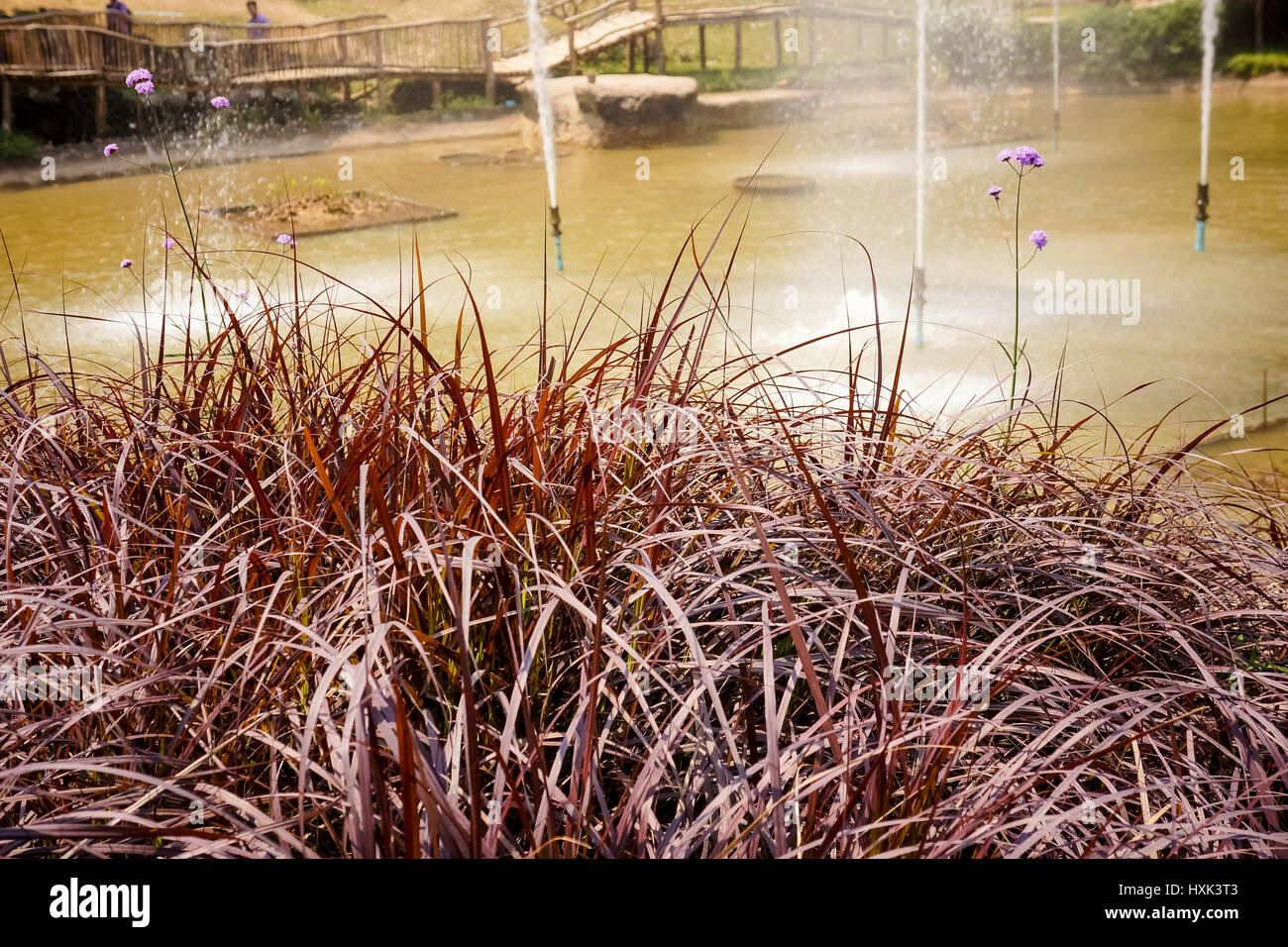 Violette Blume und Weizen Grass Weiher Stockfoto