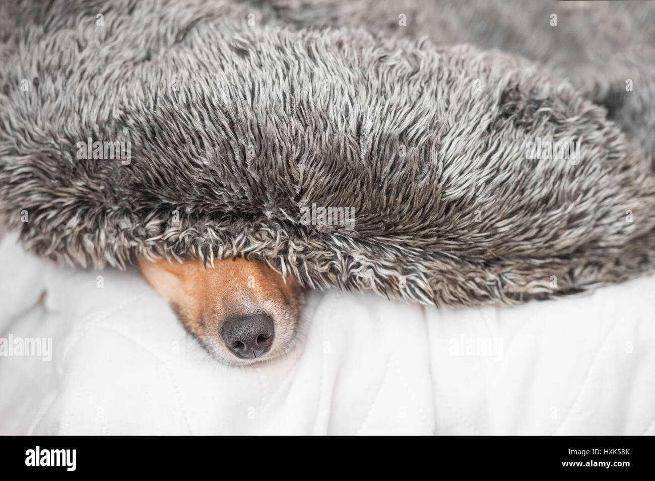 Hund, versteckt unter einem flauschigen Kissen - flachen DOF Stockfoto