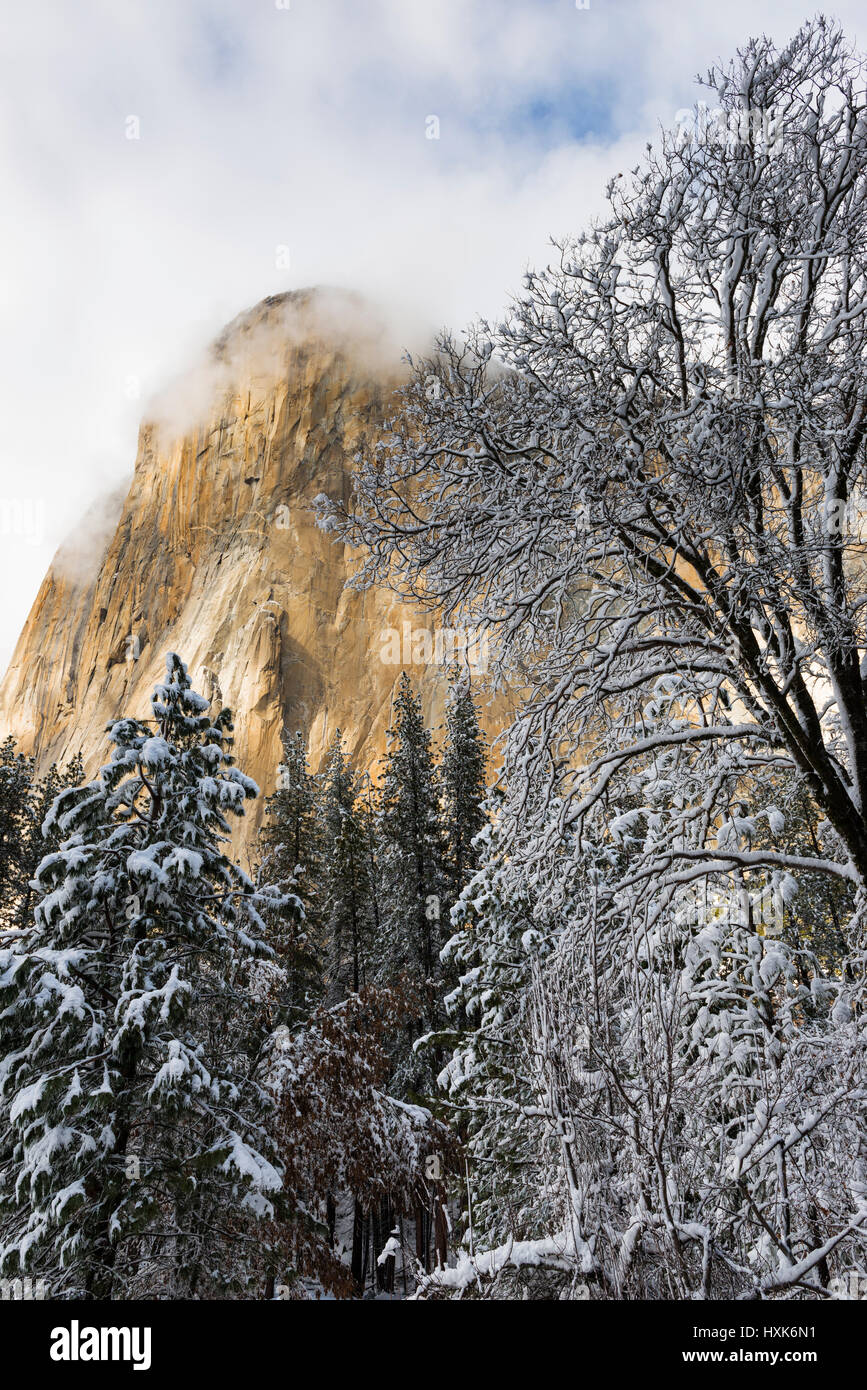 El Capitan und Schwarzeiche im Winter, Yosemite-Nationalpark, Kalifornien USA Stockfoto