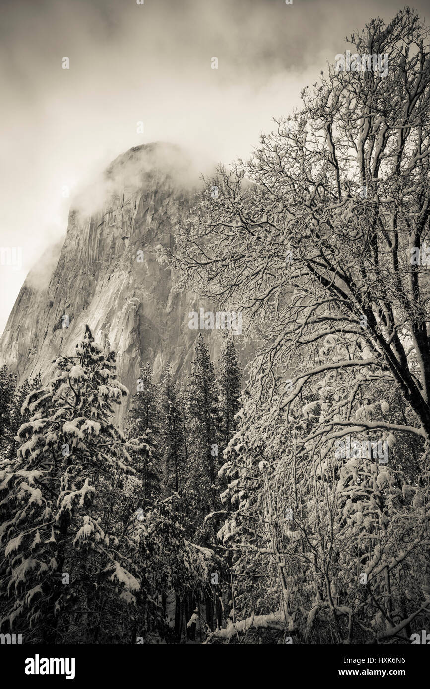 El Capitan und Schwarzeiche im Winter, Yosemite-Nationalpark, Kalifornien USA Stockfoto