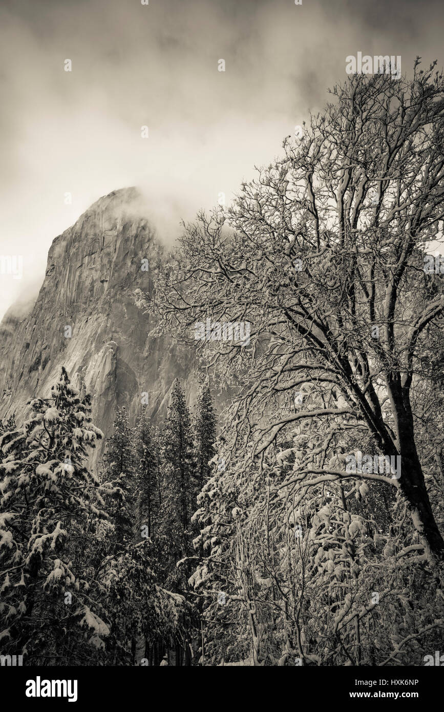 El Capitan und Schwarzeiche im Winter, Yosemite-Nationalpark, Kalifornien USA Stockfoto