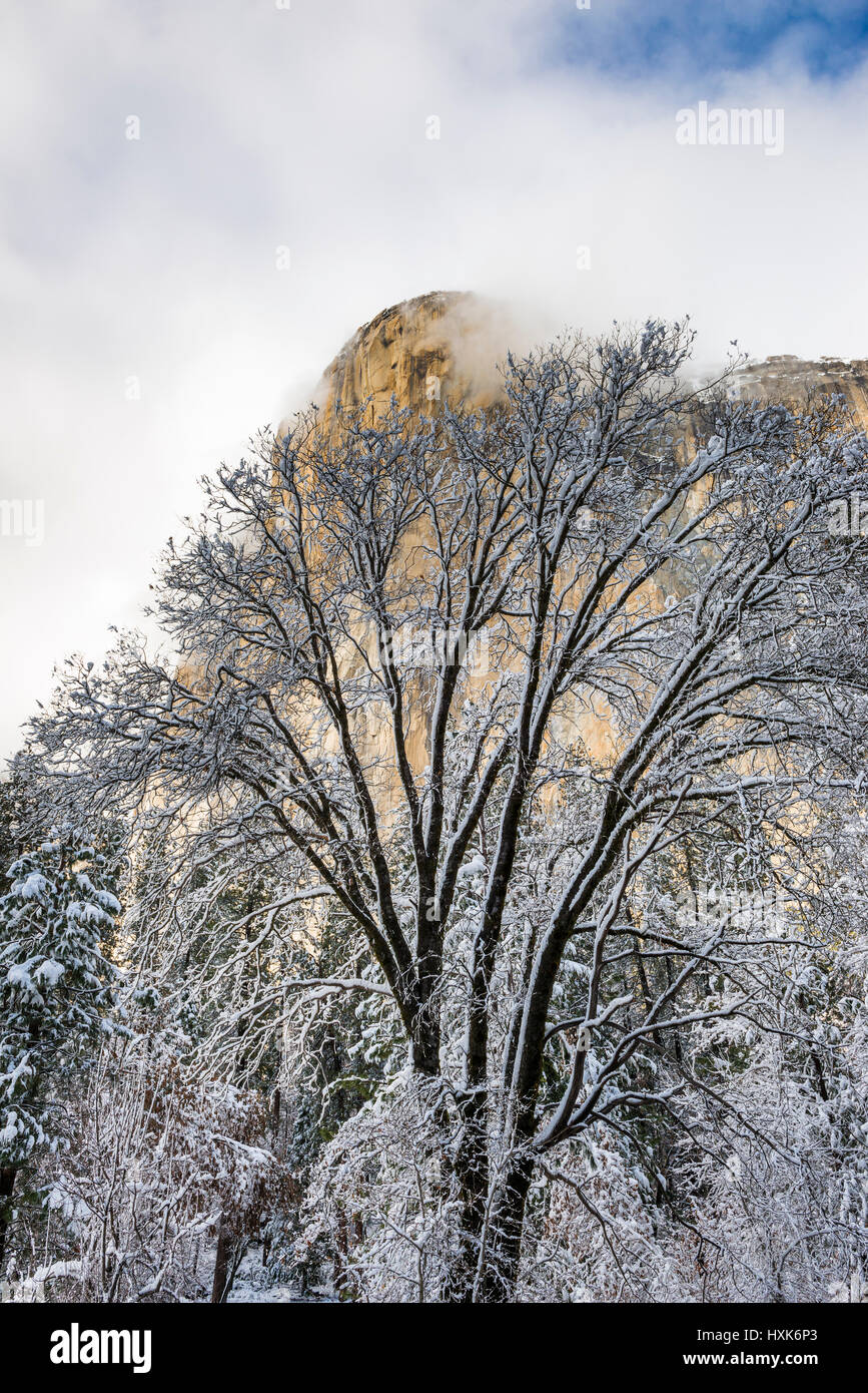 El Capitan und Schwarzeiche im Winter, Yosemite-Nationalpark, Kalifornien USA Stockfoto