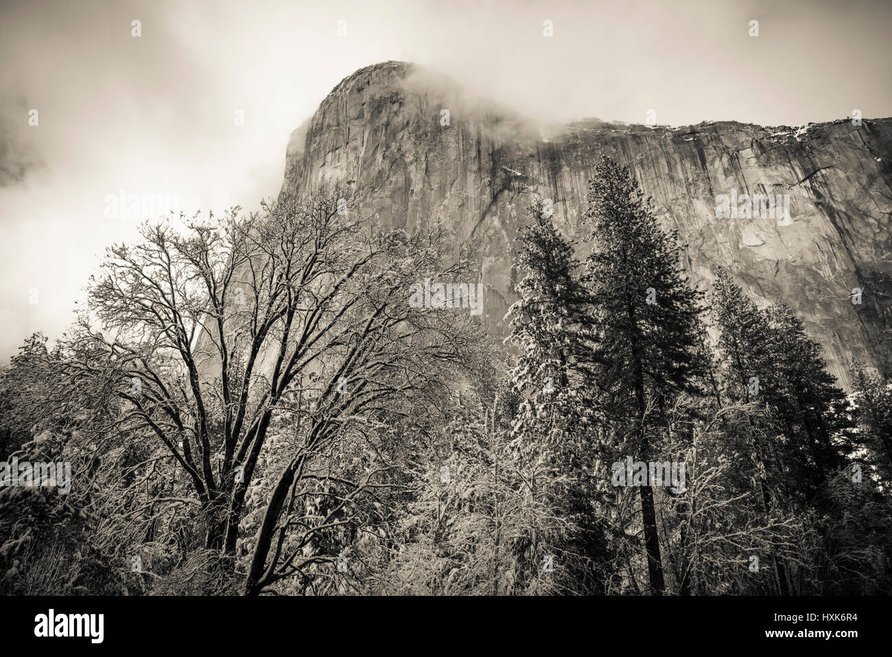 El Capitan und Schwarzeiche im Winter, Yosemite-Nationalpark, Kalifornien USA Stockfoto