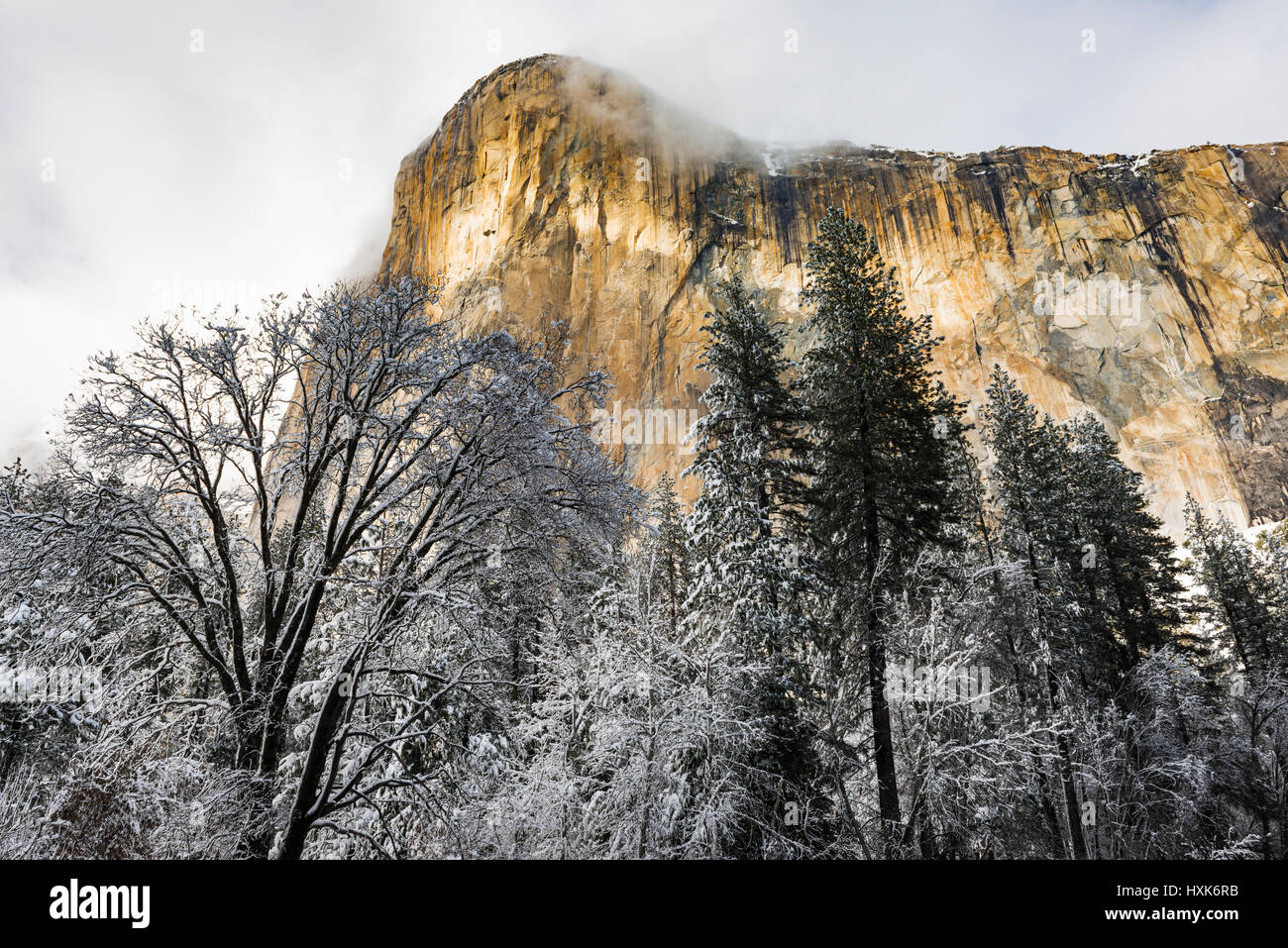 El Capitan und Schwarzeiche im Winter, Yosemite-Nationalpark, Kalifornien USA Stockfoto