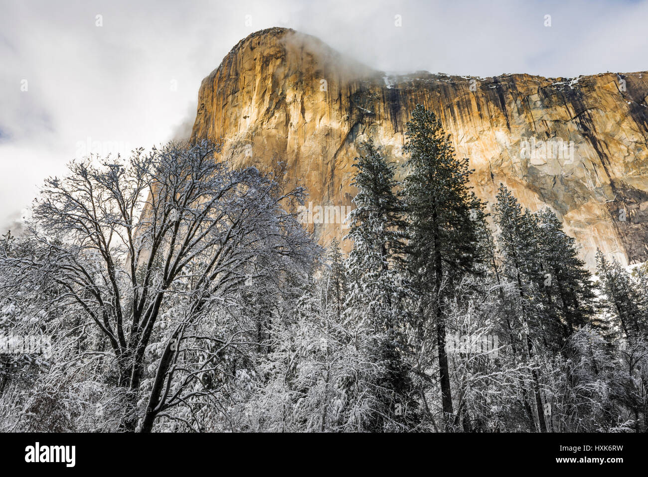 El Capitan und Schwarzeiche im Winter, Yosemite-Nationalpark, Kalifornien USA Stockfoto