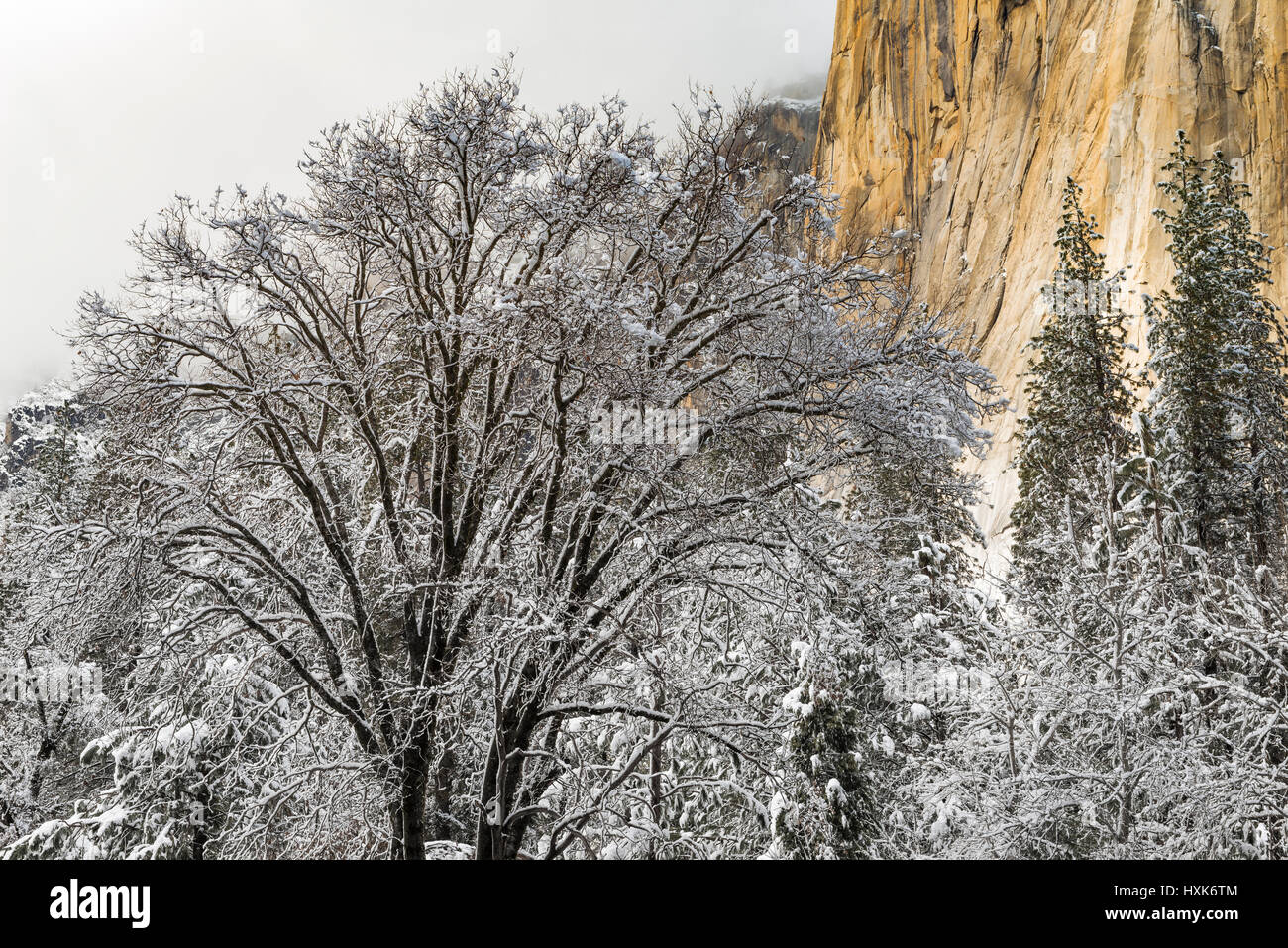 El Capitan und Schwarzeiche im Winter, Yosemite-Nationalpark, Kalifornien USA Stockfoto