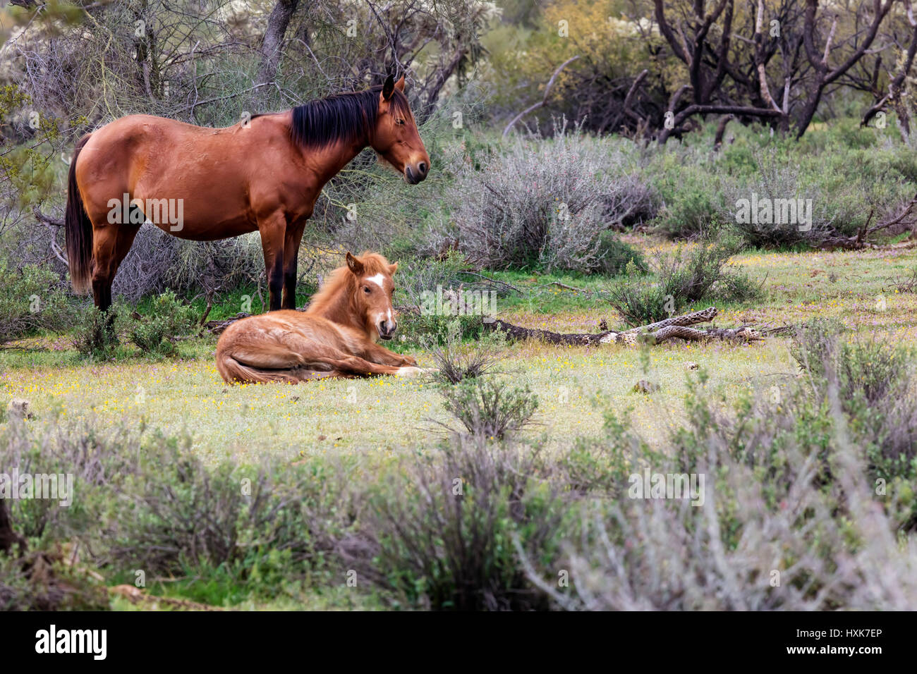 Wildpferde niedriger Salt River Tonto National Wald in der Nähe von Mesa, Arizona USA Stockfoto