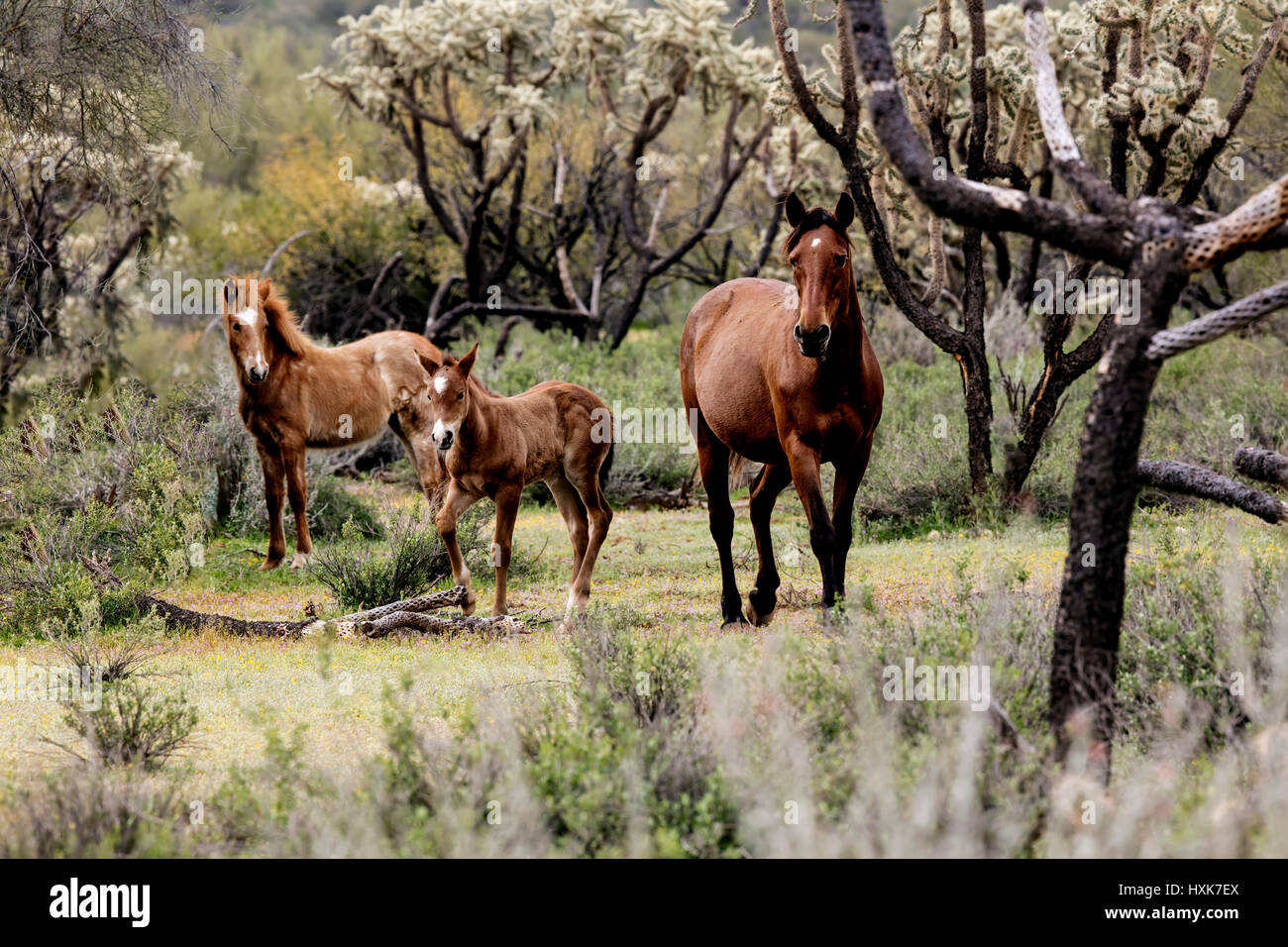 Wildpferde niedriger Salt River Tonto National Wald in der Nähe von Mesa, Arizona USA Stockfoto