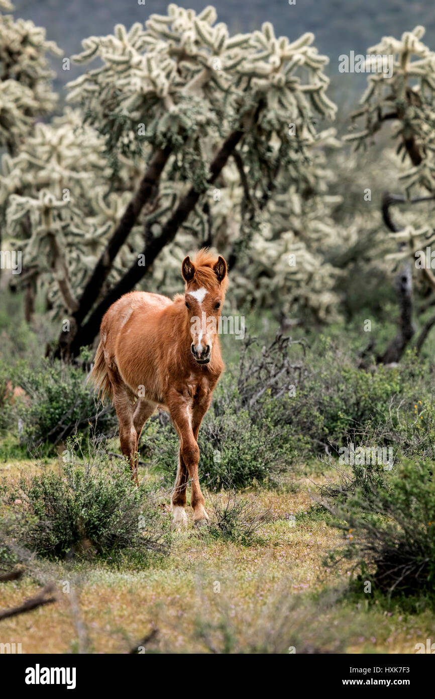 Wildpferde niedriger Salt River Tonto National Wald in der Nähe von Mesa, Arizona USA Stockfoto