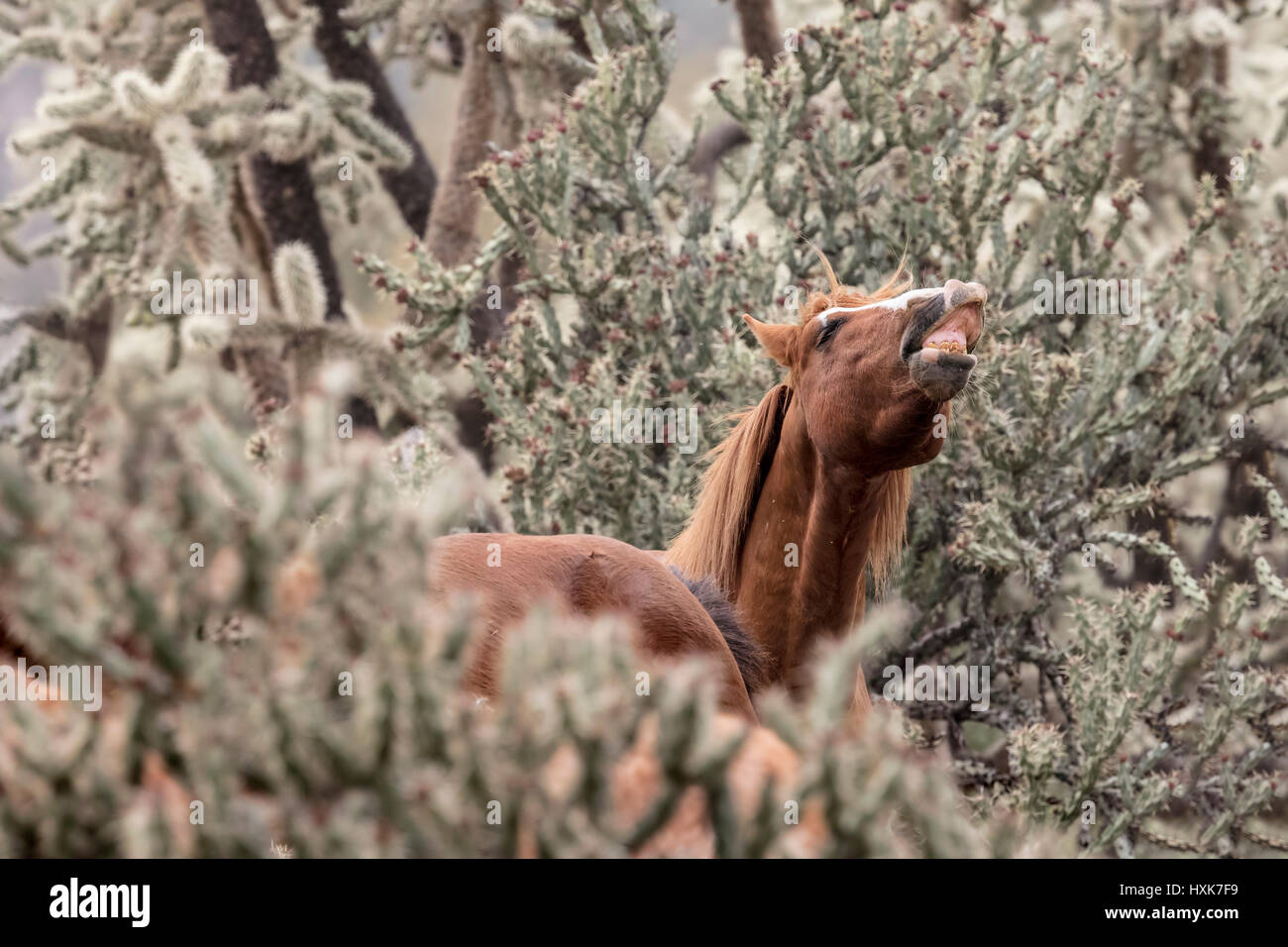 Wildpferde niedriger Salt River Tonto National Wald in der Nähe von Mesa, Arizona USA Stockfoto