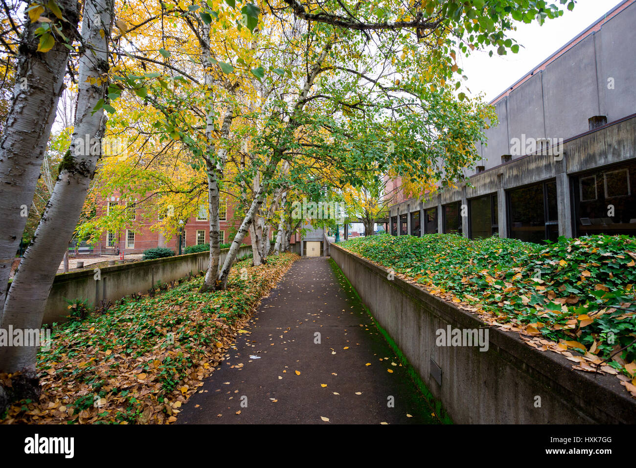 University of Oregon mit Herbstfarben wie die Blätter an den Bäumen verfärben in Eugene, Oregon. Stockfoto