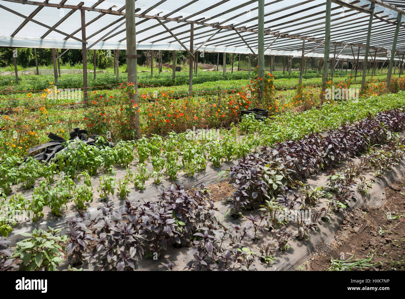 Grün und lila Basilikum und essbaren Blüten (Kapuzinerkresse) wächst in einem Gewächshaus Stockfoto