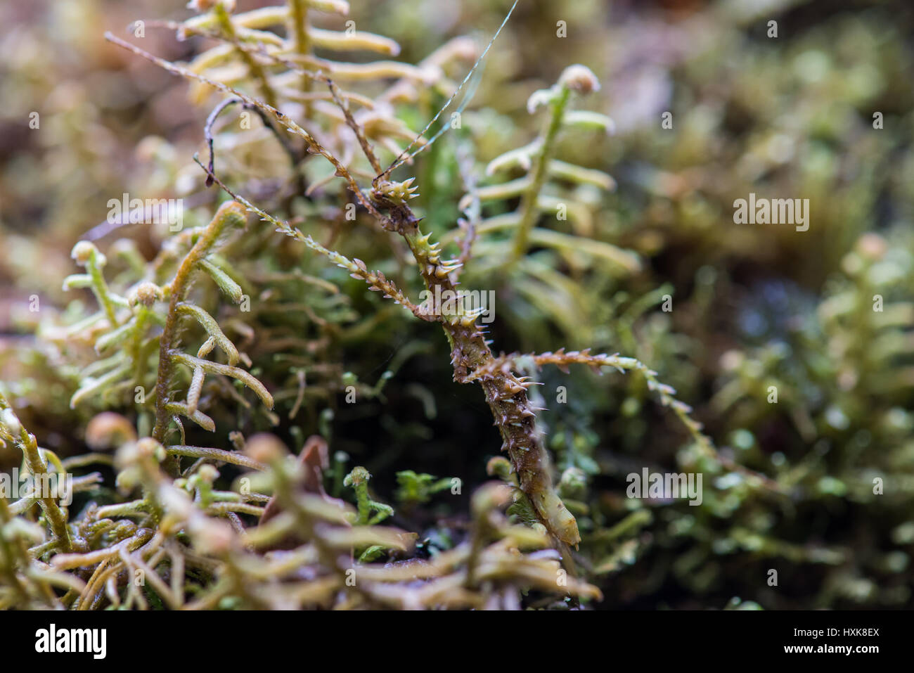 Eine stachelige Insekt tarnt unter Moos in Anden Nebelwald. Nord-Peru. Stockfoto