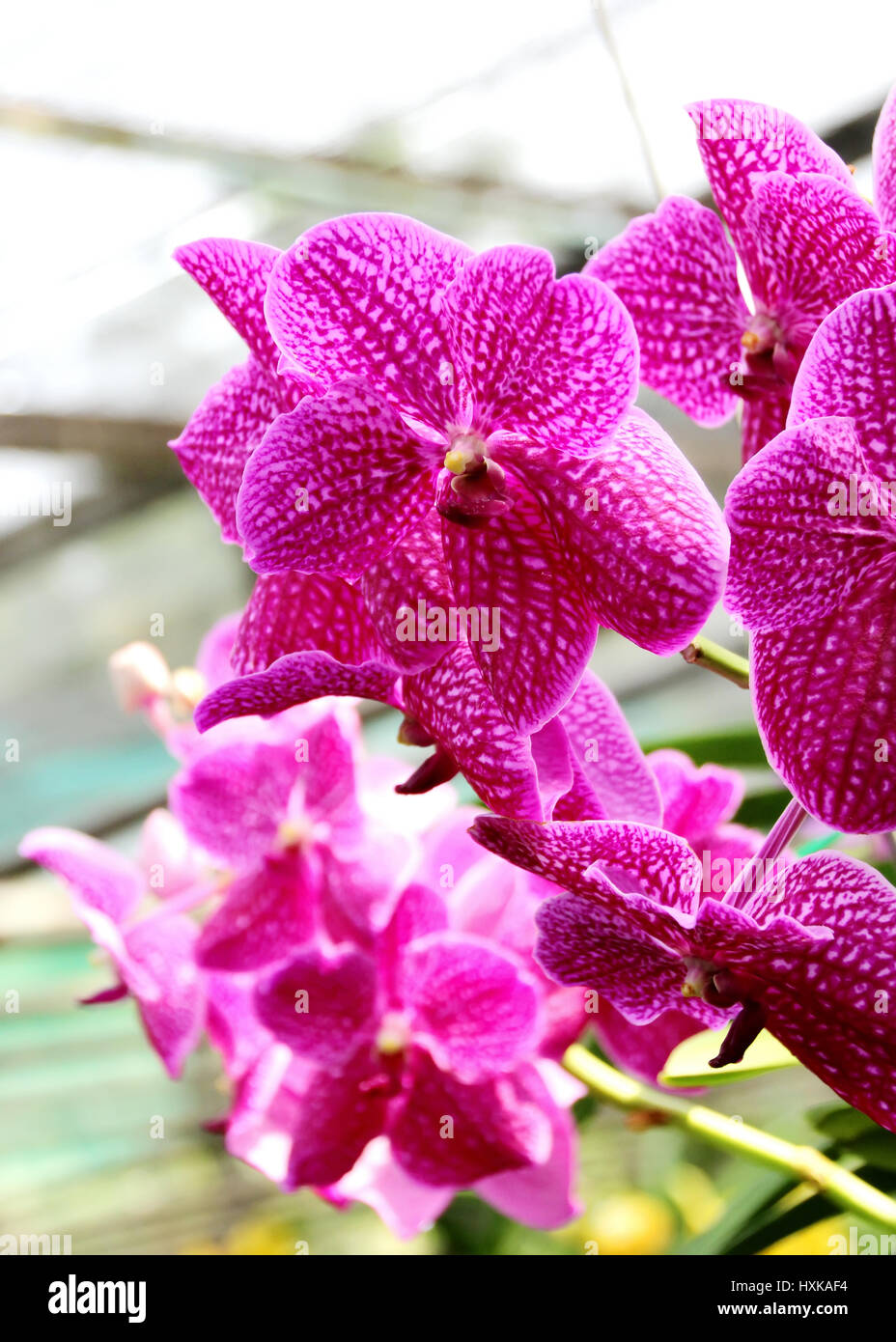 Thai Orchid im Botanischen Garten Chiang Mai, Thailand Stockfoto
