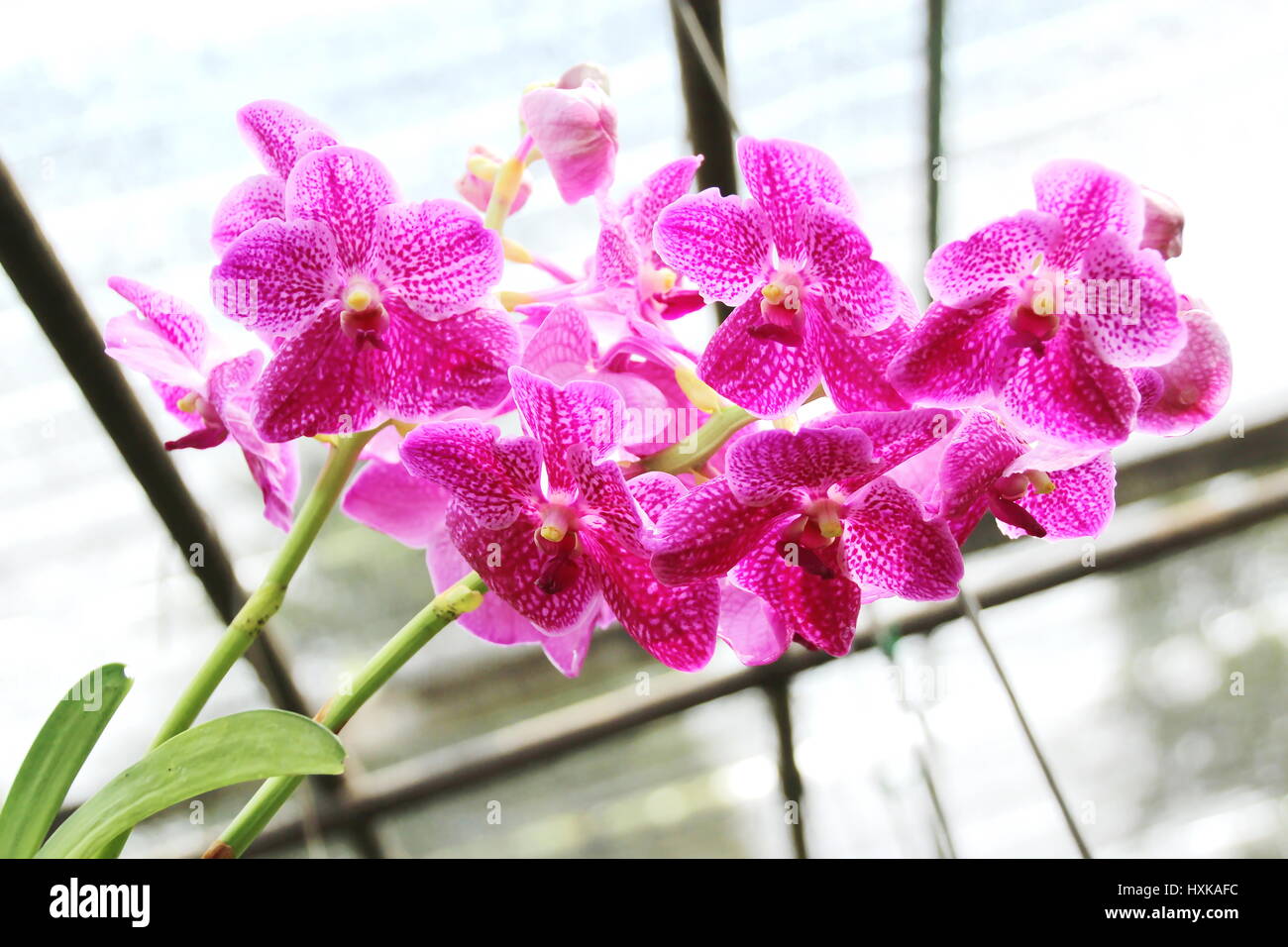 Thai Orchid im Botanischen Garten Chiang Mai, Thailand Stockfoto