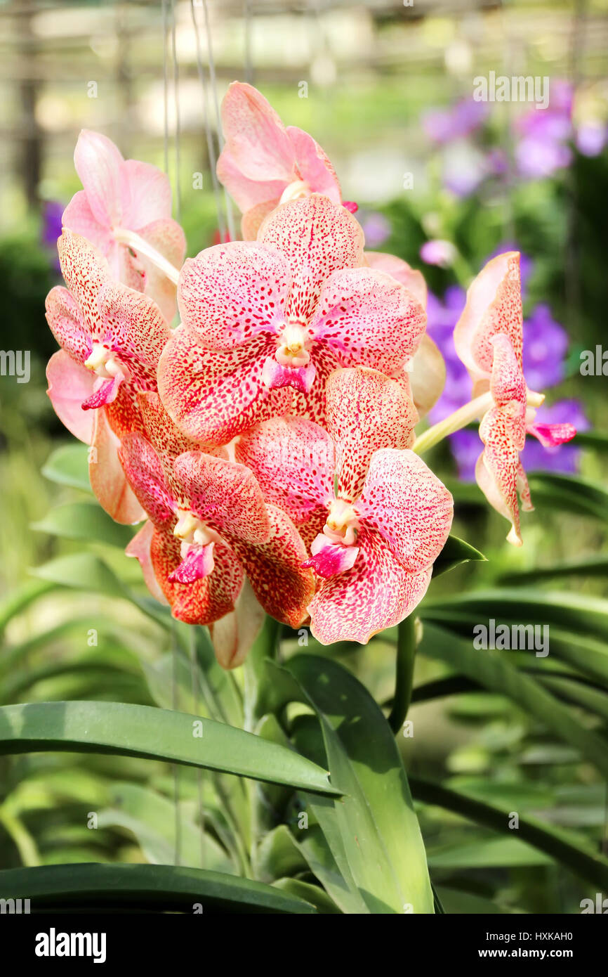 Thai Orchid im Botanischen Garten Chiang Mai, Thailand Stockfoto