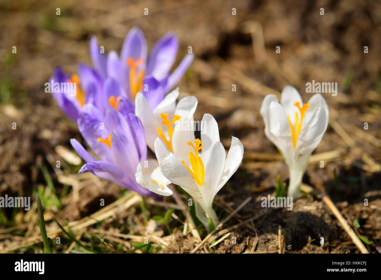 Krokusse Wildblumen auf Frühlingswiese in Bergen, Flora der Gorce Gebirge, Polen Stockfoto