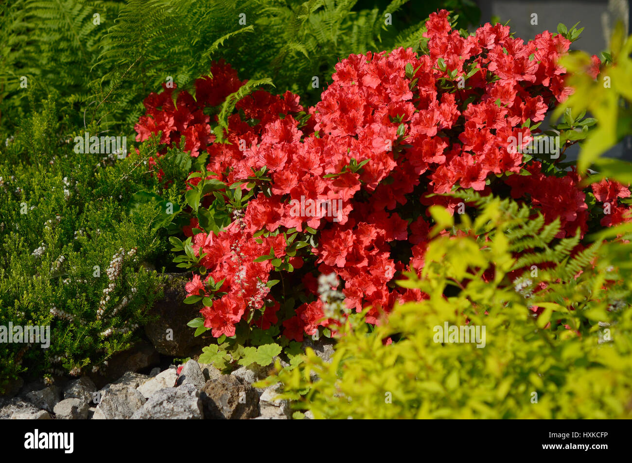 Blühender kleiner Strauch rot Rhododendron Winter Heide, Farne und