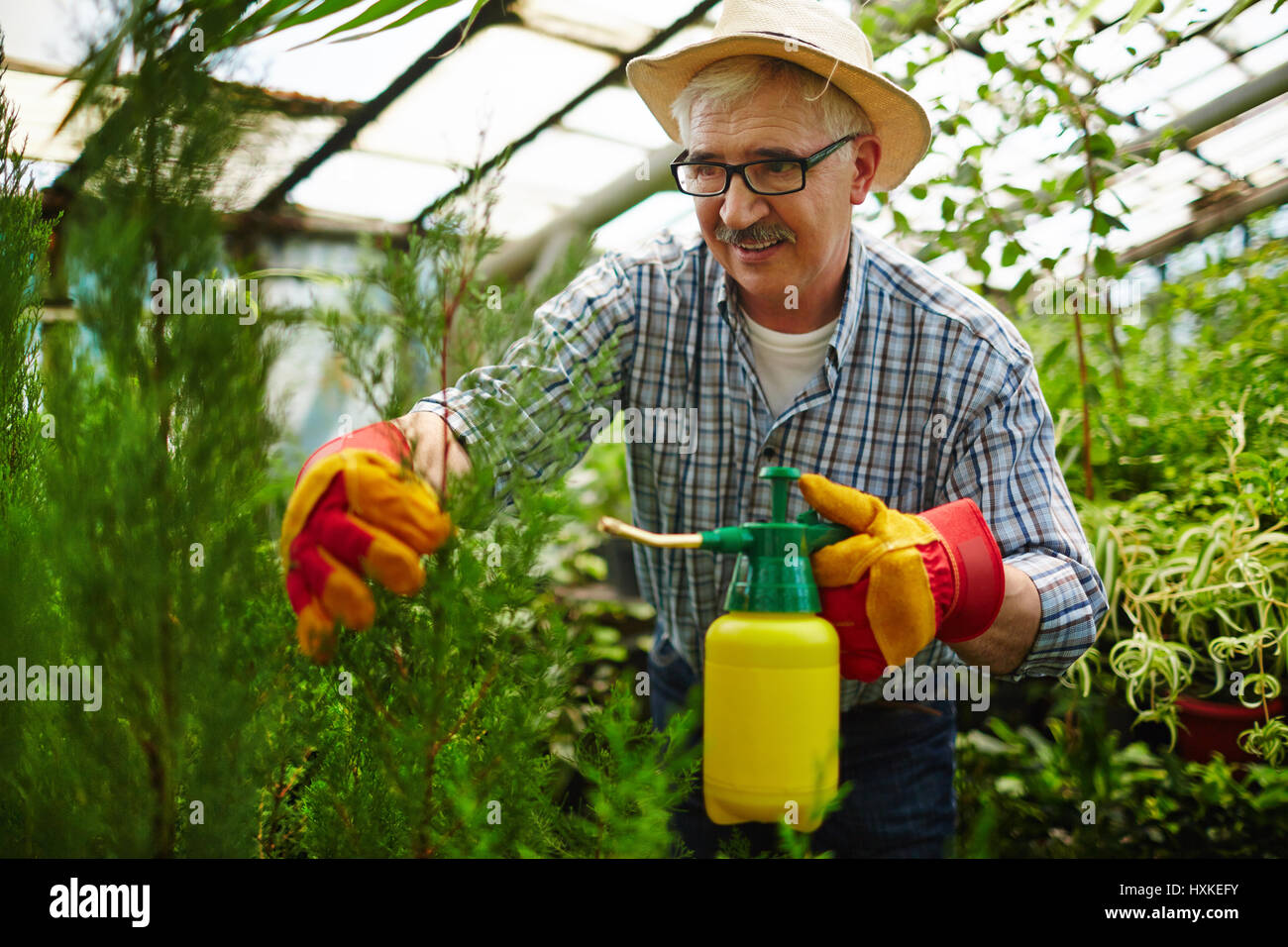 Leitender Gärtner Spray Behandlung von Pflanzen Stockfoto