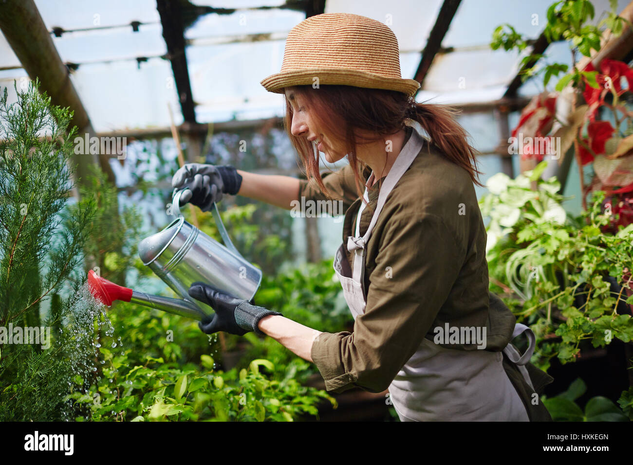 Hübsche Frau kümmert sich um Pflanzen im Gewächshaus Stockfoto