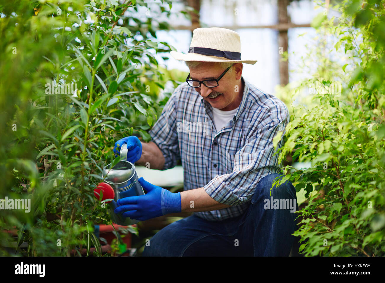 Ältere Mann kümmert sich um Pflanzen im Gewächshaus Stockfoto