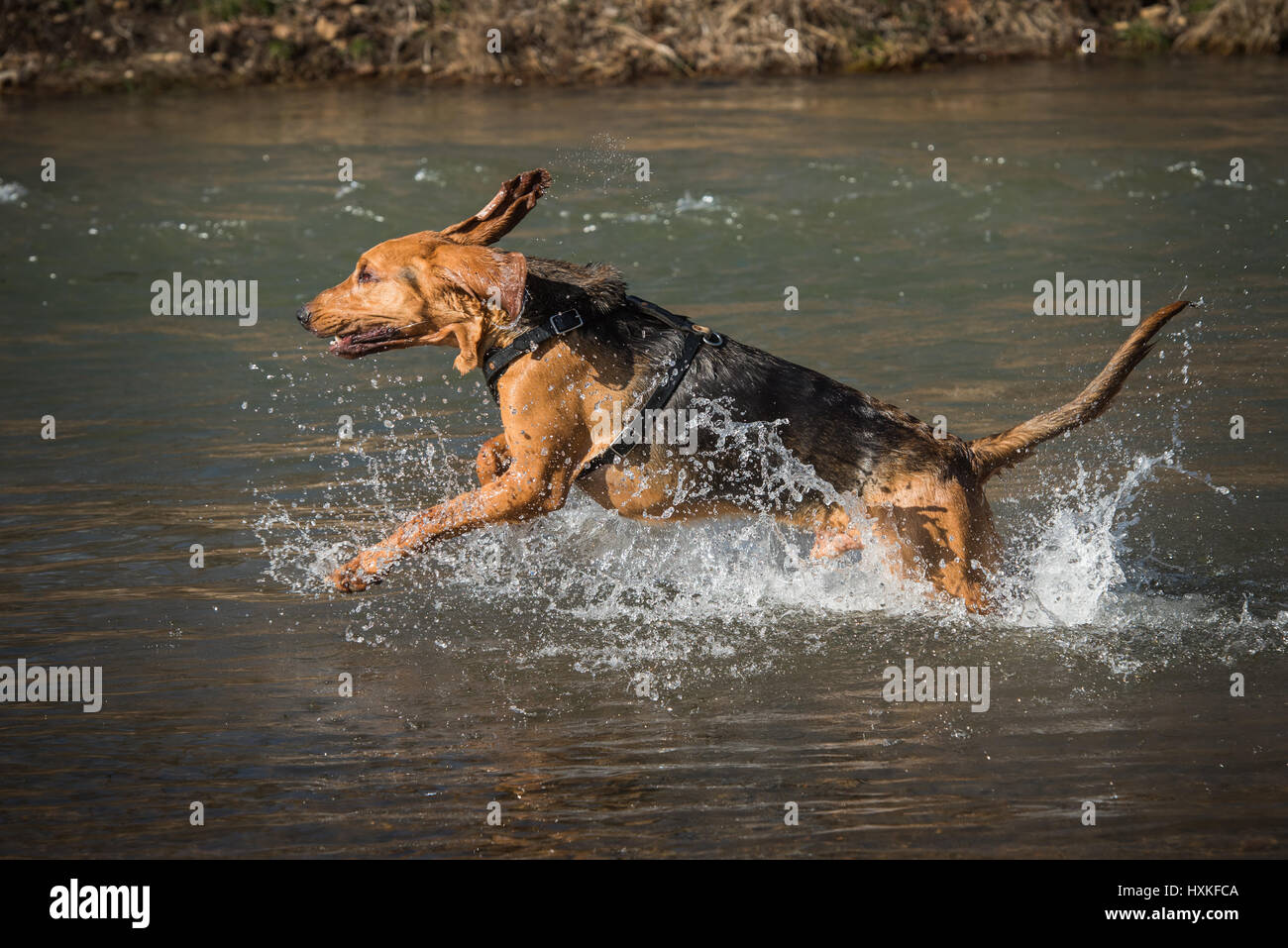 Bloodhound-Hund läuft im Wasser Stockfoto