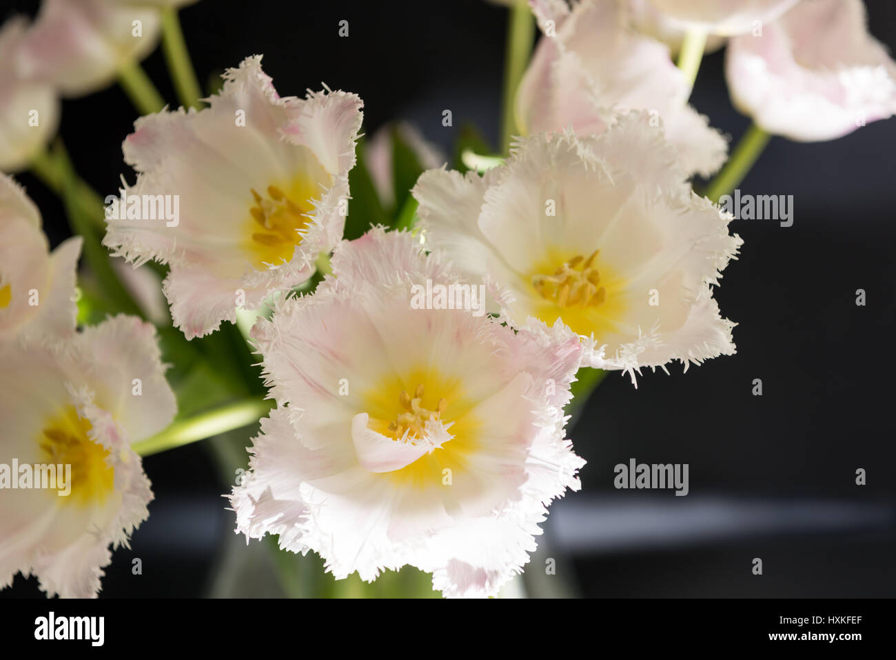 Nach dem Zufallsprinzip angeordnet weiße Tulpe Blüten mit dunklem Hintergrund Stockfoto