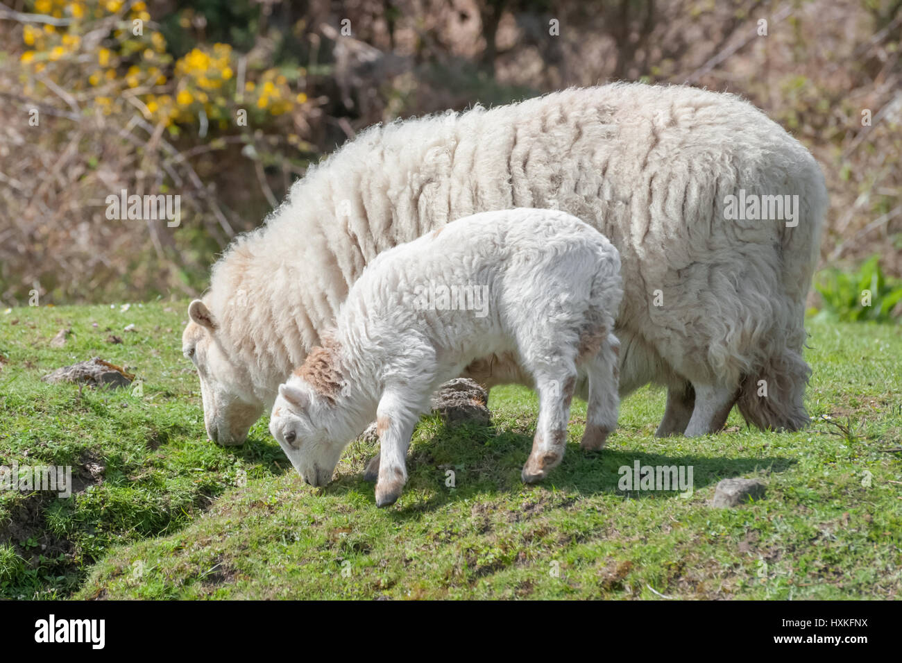 Lamm und Schaf weidet im Frühling Sonnenschein Stockfoto