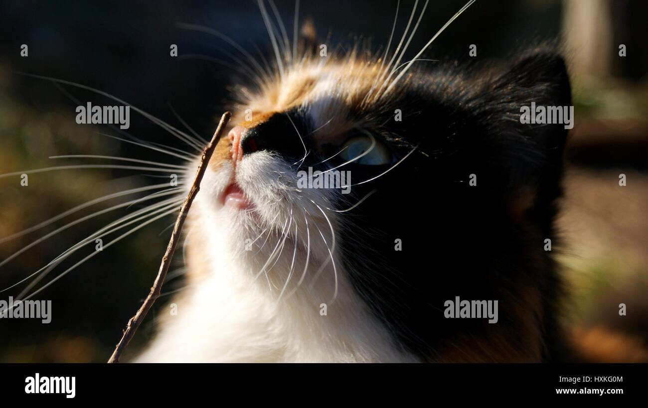 Sehr süße Katze riecht einen Stick Stockfoto
