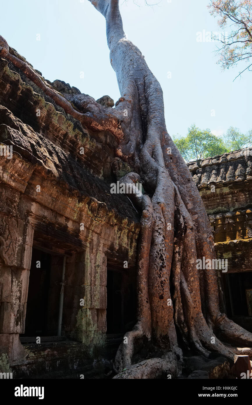 Ta Prohm Tempel Stockfoto