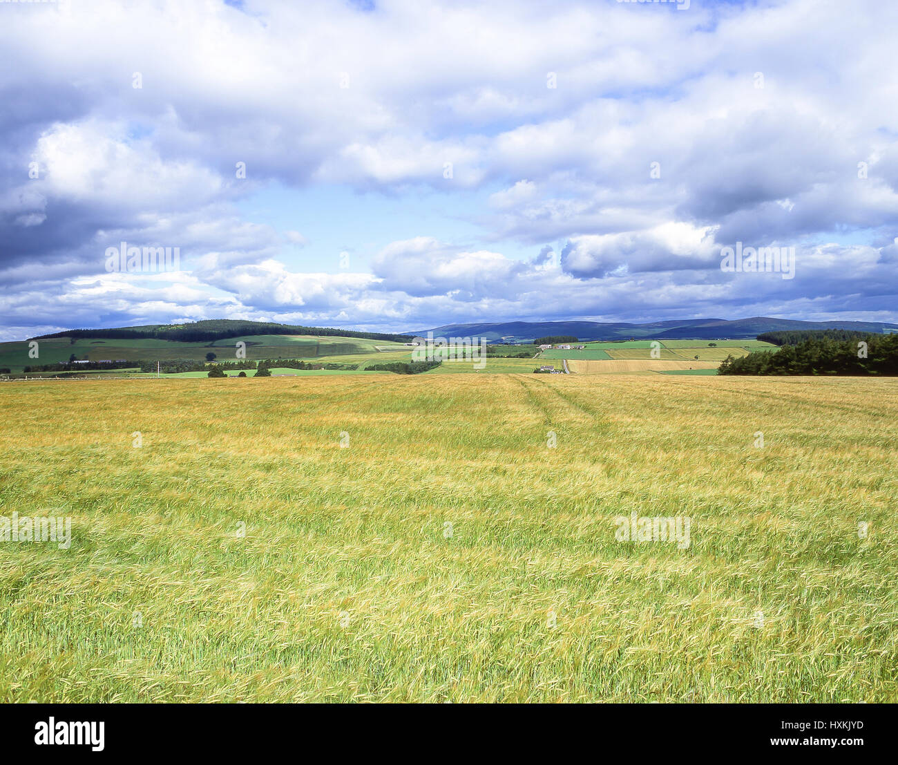 Sanfte Landschaft, Correen Hills, Aberdeenshire, Schottland, Vereinigtes Königreich Stockfoto