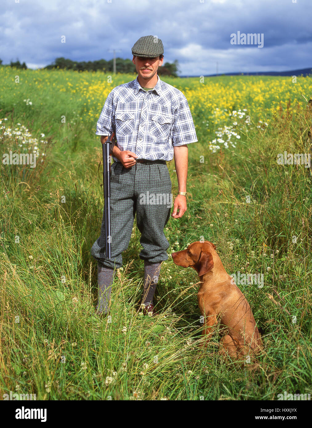 Mann im Lande Jagd mit Magyar Vizsla Hund, Fife, Schottland, Vereinigtes Königreich Stockfoto