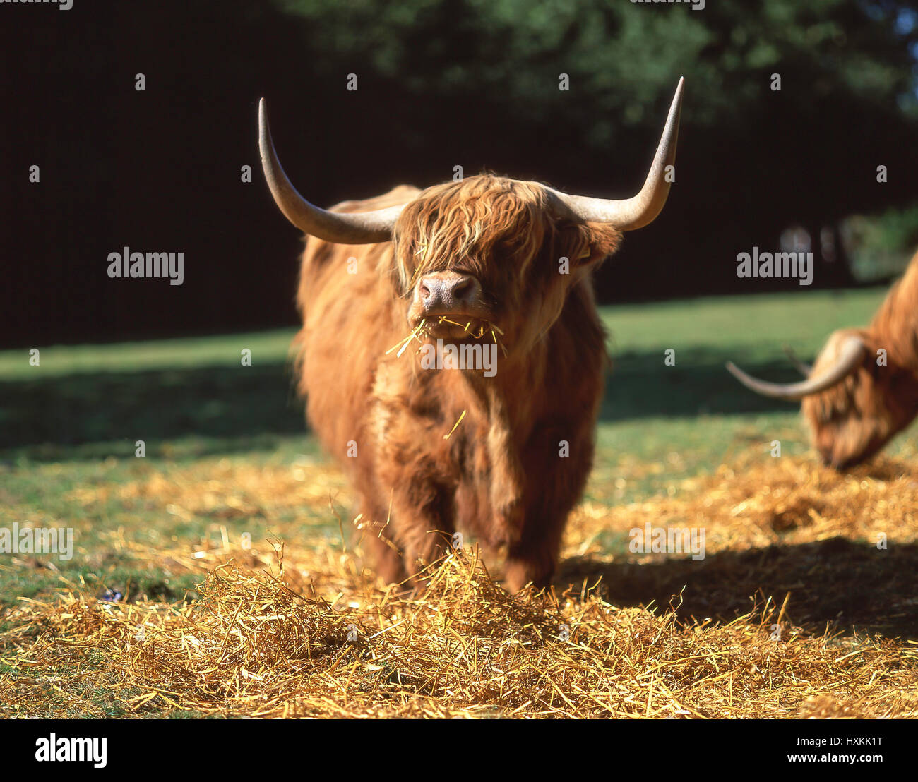 Hochlandrinder, Fütterung, Highland, Schottland, Vereinigtes Königreich Stockfoto