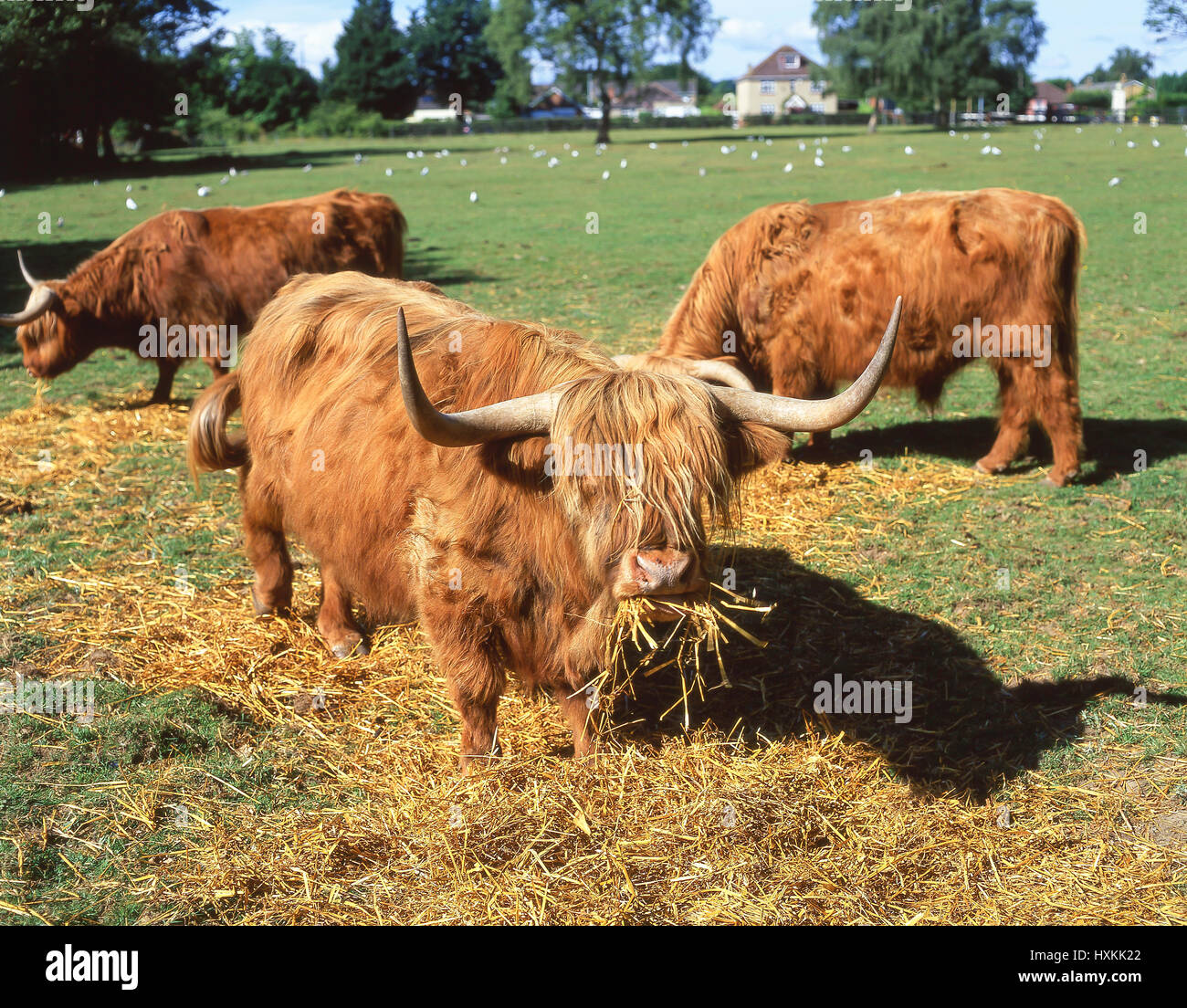 Hochlandrinder, Fütterung, Highland, Schottland, Vereinigtes Königreich Stockfoto