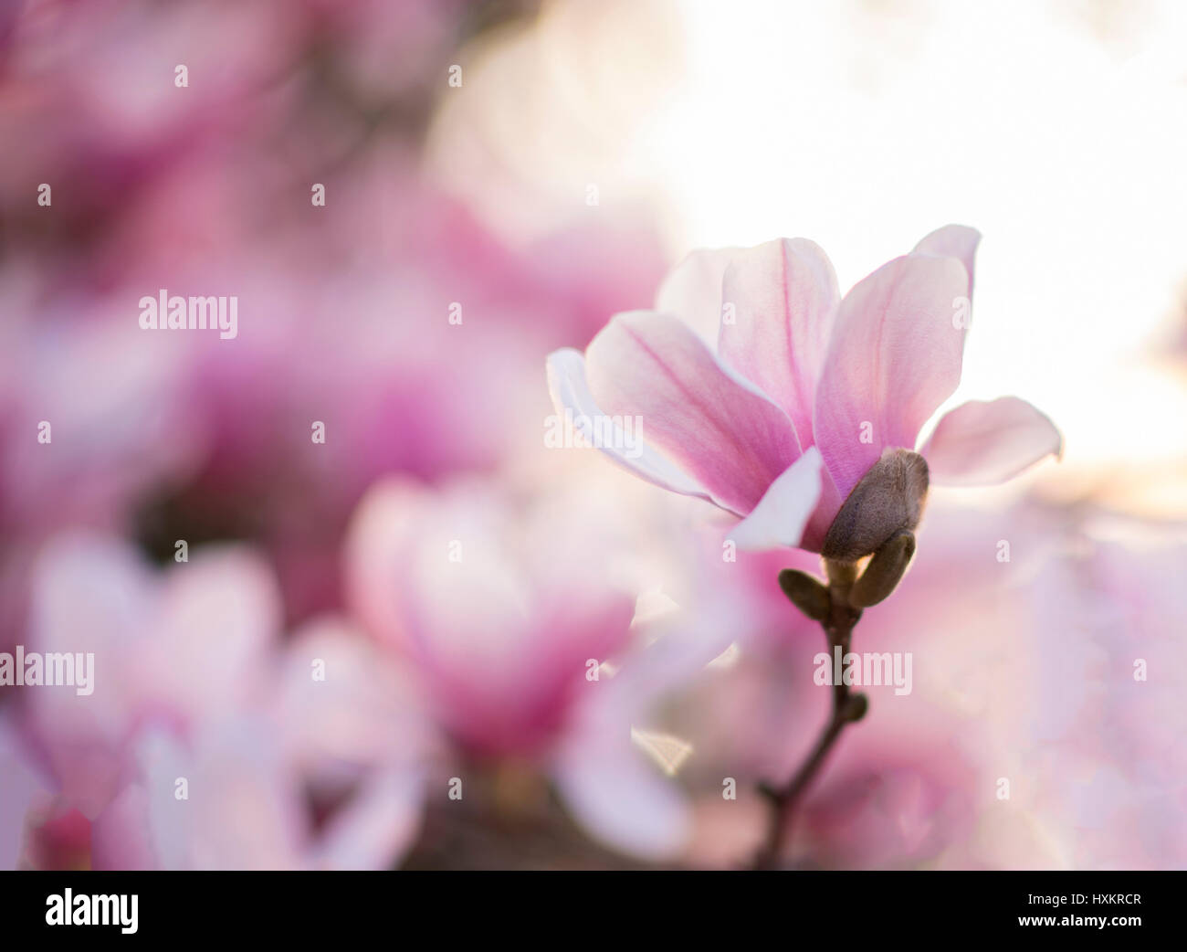 Voll blühten Magnolien Lotusblüte mit weichen Hintergrund Stockfoto