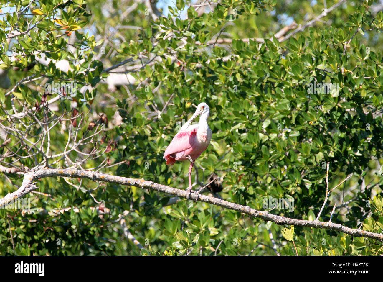 Rosige Löffler thront auf Mangroven-Baum im Mangrovensumpf in Ding Darling Wildlife Refuge, Florida Stockfoto