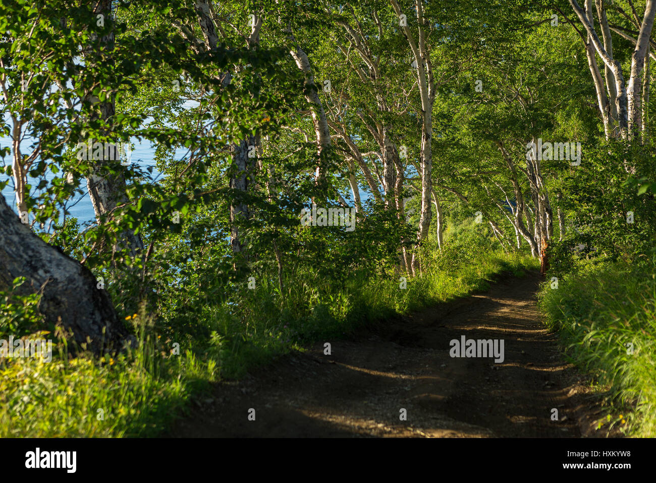 Betula Ermanii auf die Nikolskaja-Hügel in der Stadt Petropawlowsk-Kamtschatski. Stockfoto