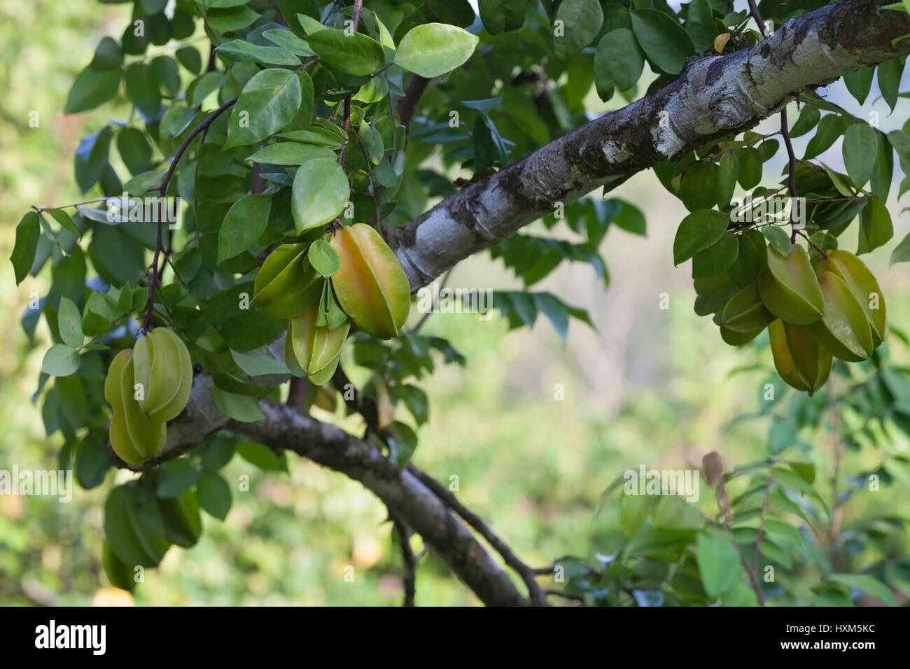 Star Frucht am Baum im Obstgarten (Averrhoa carambola Stockfotografie