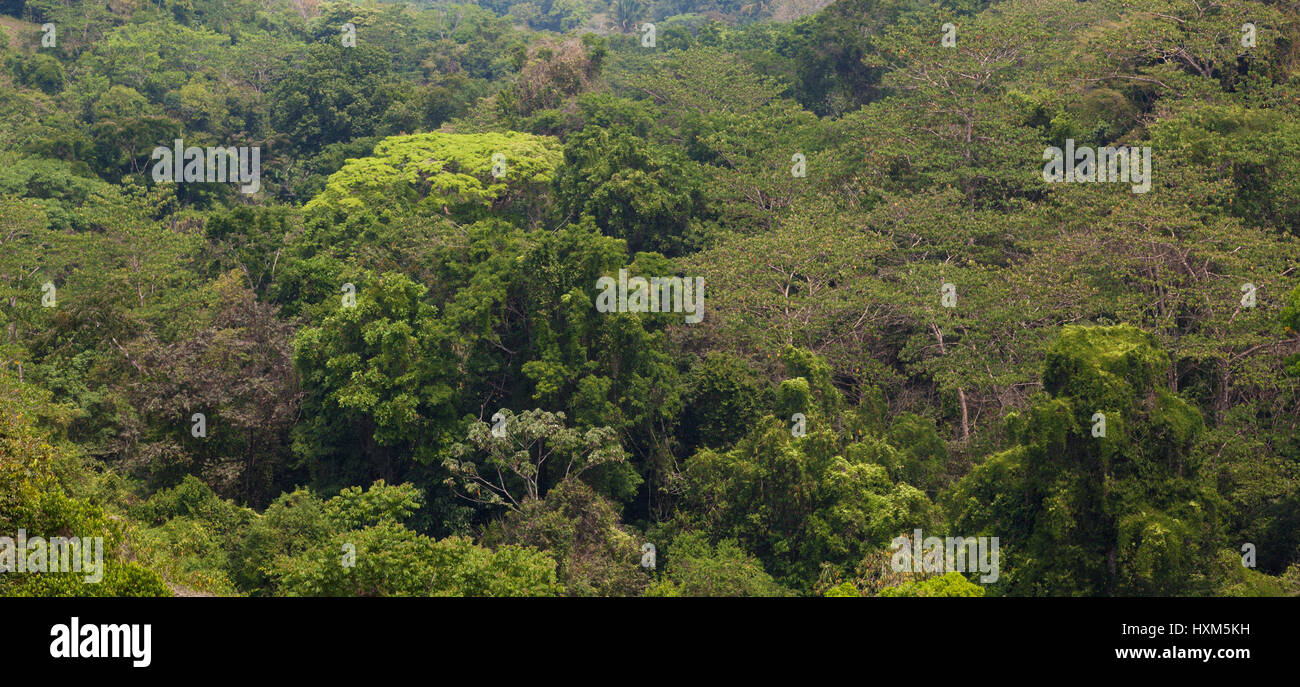 Tropische Regenwald-Baumwipfel an der Südwestküste von Costa Rica, Übersicht Stockfoto