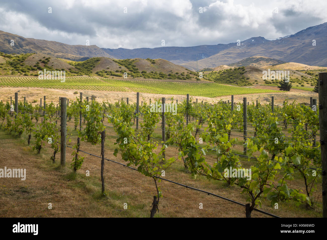 Blick von der Kellerei in Central Otago, Südinsel, Neuseeland. Grüner Weinberg mit Bergen und Hügeln im Hintergrund unter blauem Himmel Stockfoto