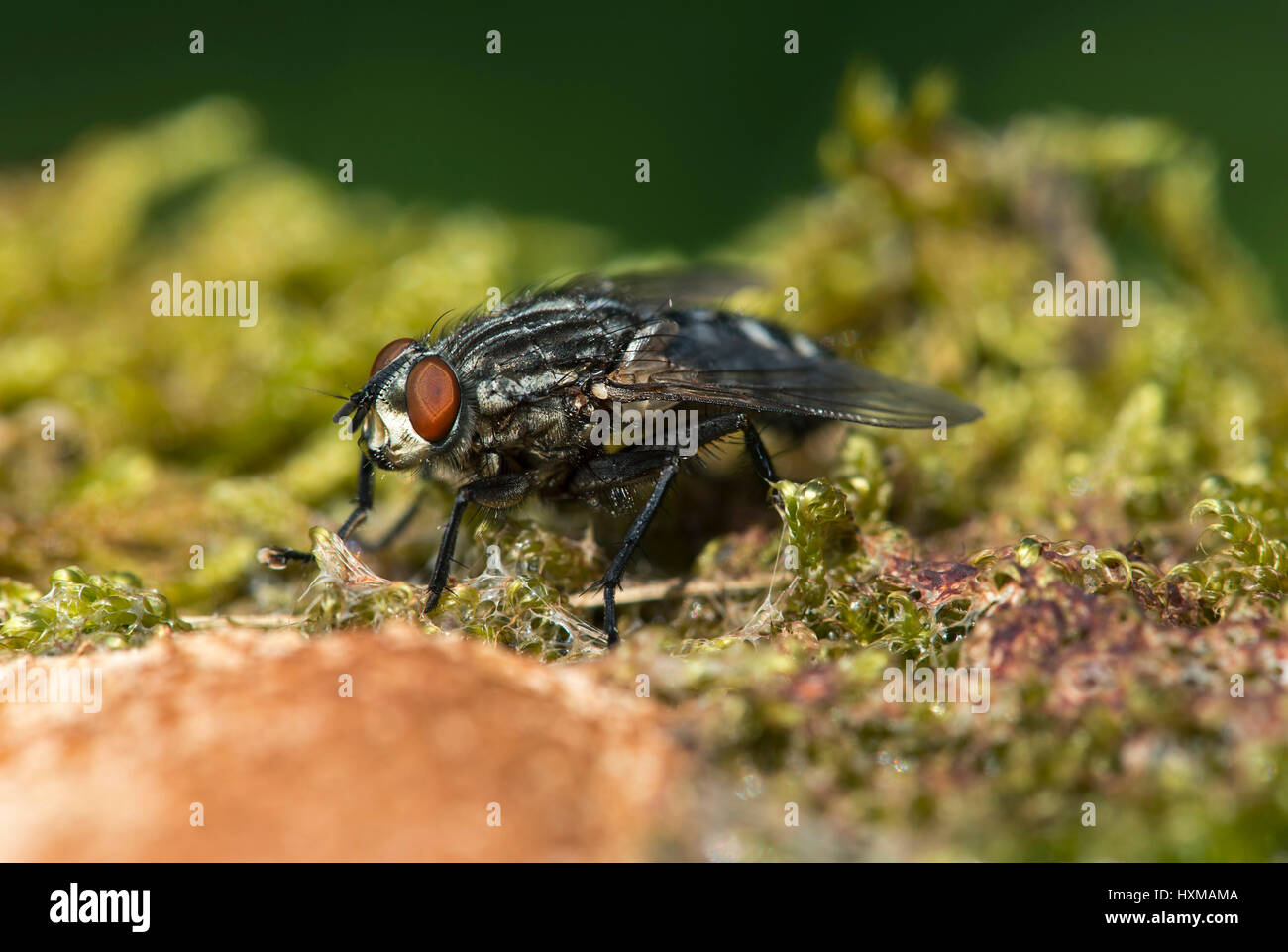 Schmeißfliege (Hexamerinaufnahme eingespieltes) auf ein Slime Mold, Schweiz Stockfoto