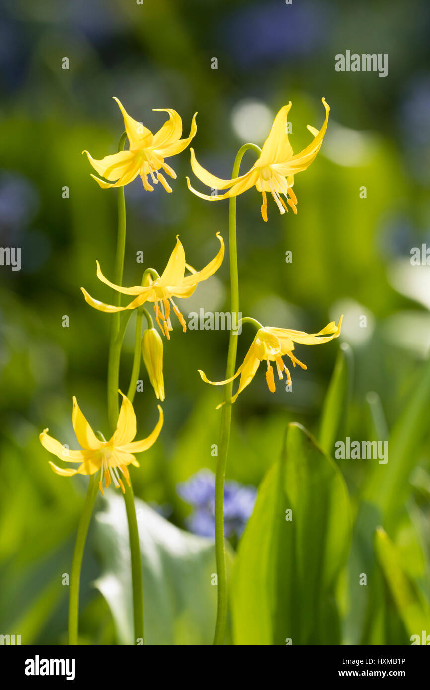 Gelbe Frühlingsblumen der Forellen-Lilie, Erythronium tuolumnense Stockfoto